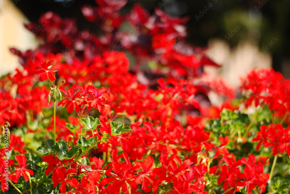 czerwone kwiaty