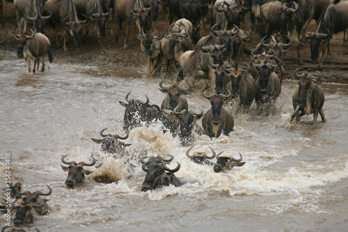 Wildebeest and Zebra crossing the Mara River in Kenya Africa