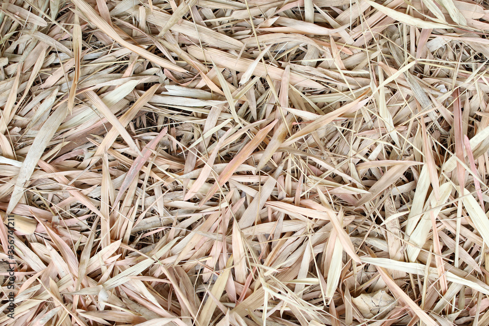 Close up of dry bamboo leaves pile up on the ground Close up of dry bamboo leaves pile up on the ground