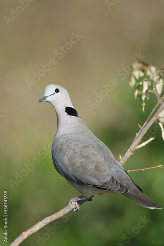 African Ring-necked Dove in Tanzania Africa © Dennis Donohue