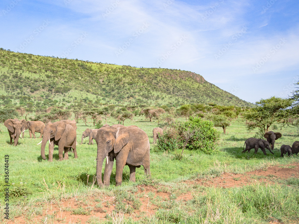 Fototapeta premium African Elephants in Serengeti National Park, Tanzania