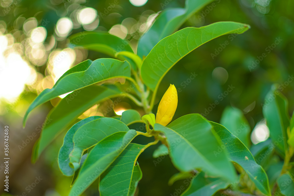 Golden Champaka Flower With Green Leaves on the Tree. Golden Champaka Flower With Green Leaves on the Tree.