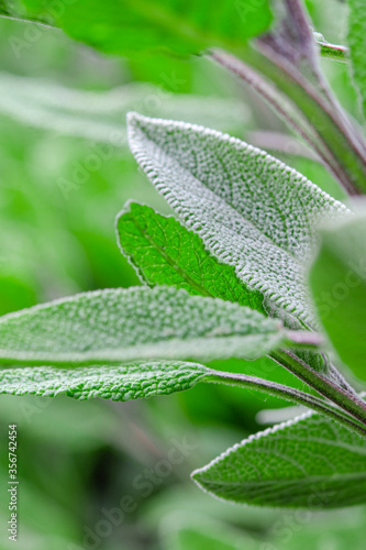 Medicinal herbs. Unconventional medicine. Leaves of medicinal sage