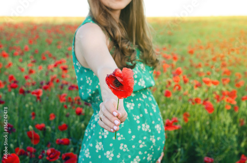 Pregnant woman outdoors at poppy field nature sunset background