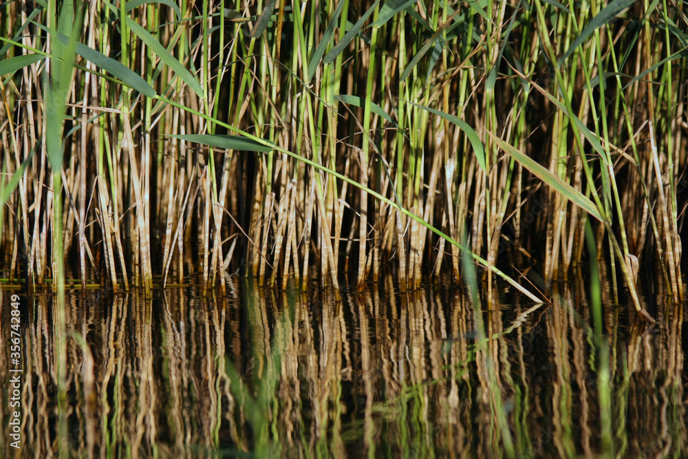 Reflection of cane in the water on Miedwie lake in Poland Reflection of cane in the water on Miedwie lake in Poland
