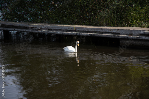 A lovely mute swan swimming on Lough Neagh around Kinnego marina searching for food photo