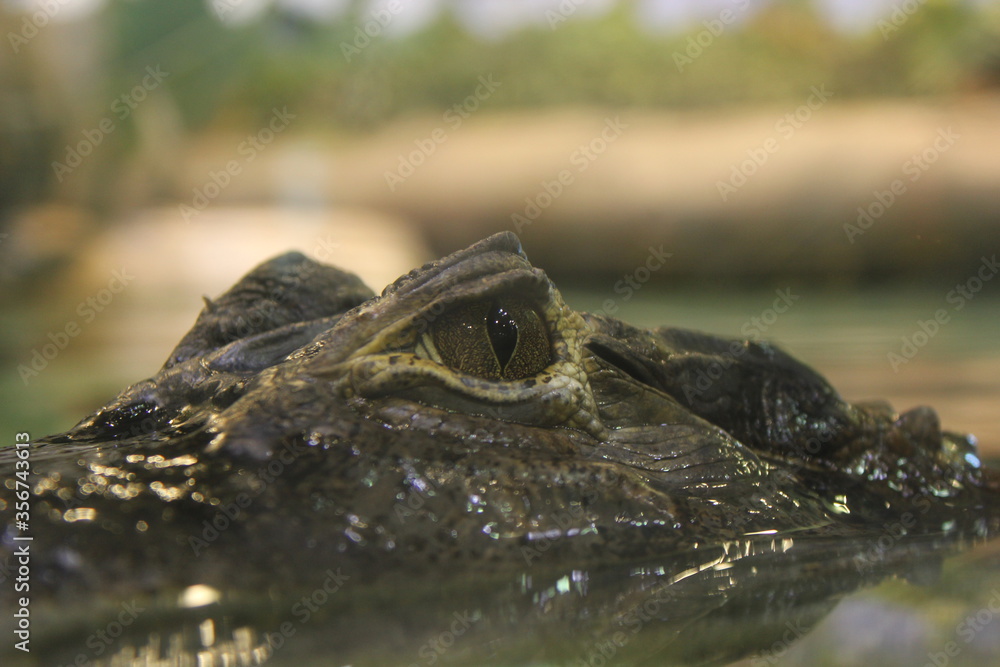 Obraz premium crocodile