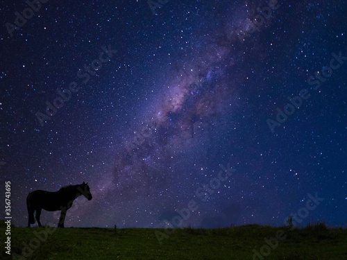 Lone star horse © AJ
