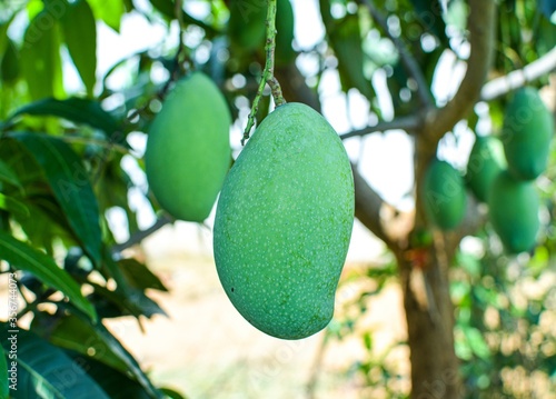 Green Mangoes On Tree With Green Leaves   Branches.