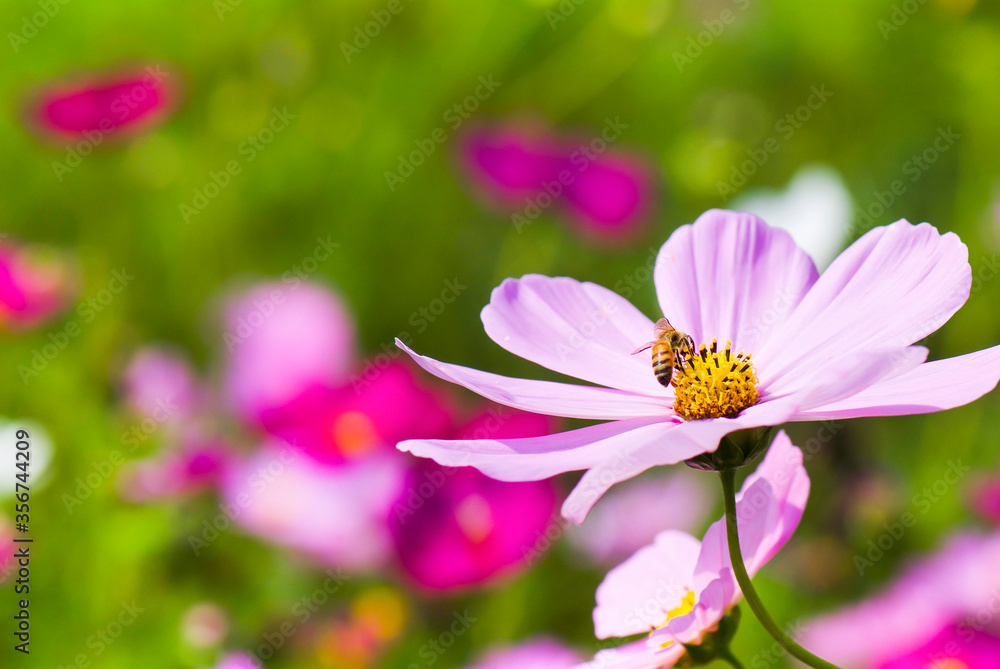 Close-up cosmos flowers with the bee, in the outdoor garden. Close-up cosmos flowers with the bee, in the outdoor garden.