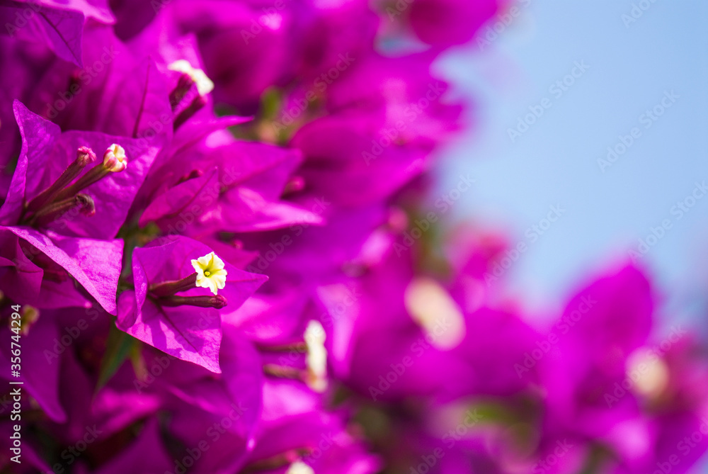 Beautiful bougainvillea flower in the garden Beautiful bougainvillea flower in the garden