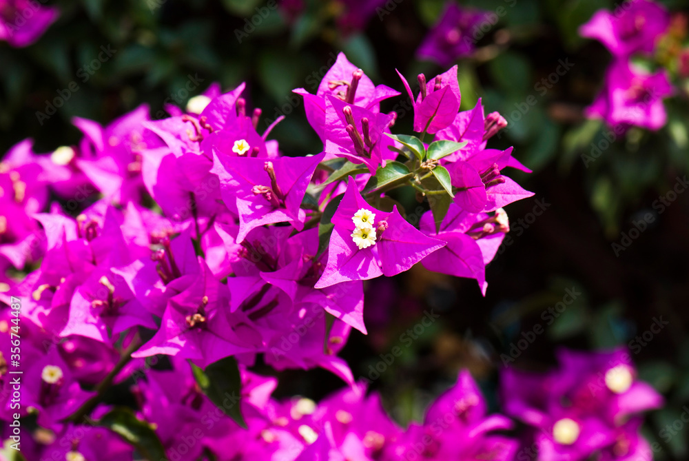 Beautiful bougainvillea flower in the garden Beautiful bougainvillea flower in the garden