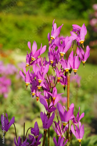 Dodecatheon Mead    Primula meadia  - blooming Dodecatheon meadia - selective focus