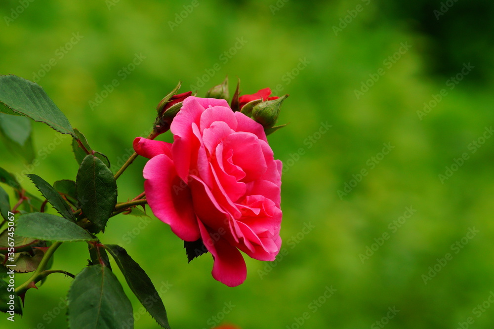 Obraz premium Beautiful , fragrant rose bush in the garden at summer day
