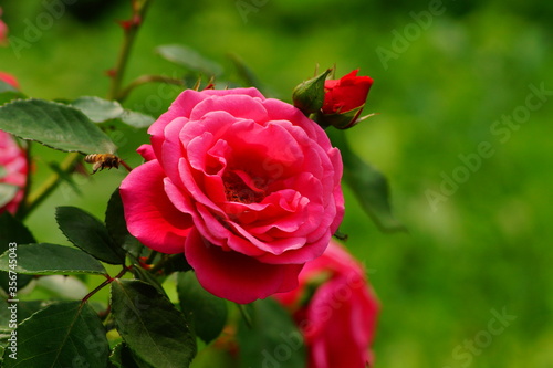 Beautiful , fragrant rose bush in the garden at summer day