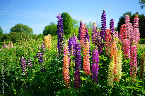 Blooming colorful lupine flowers - Lupinus polyphyllus - a garden on a sunny spring day- purple lupine, garden decorations