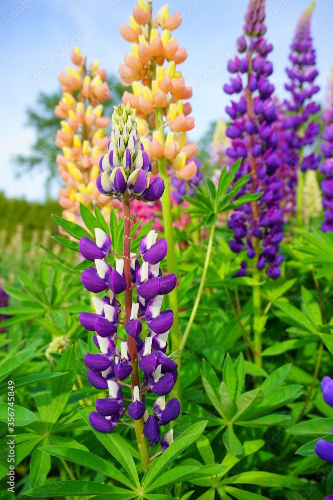 Obraz premium Blooming colorful lupine flowers - Lupinus polyphyllus - a garden on a sunny spring day- purple lupine, garden decorations