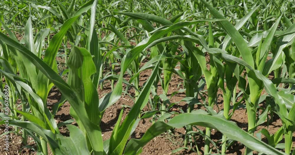 Camera moves between the corn leaves
Camera moves between the corn leaves