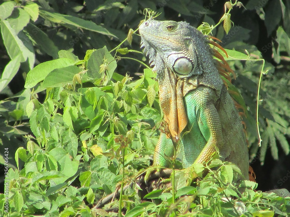 iguana camouflage iguana camouflage