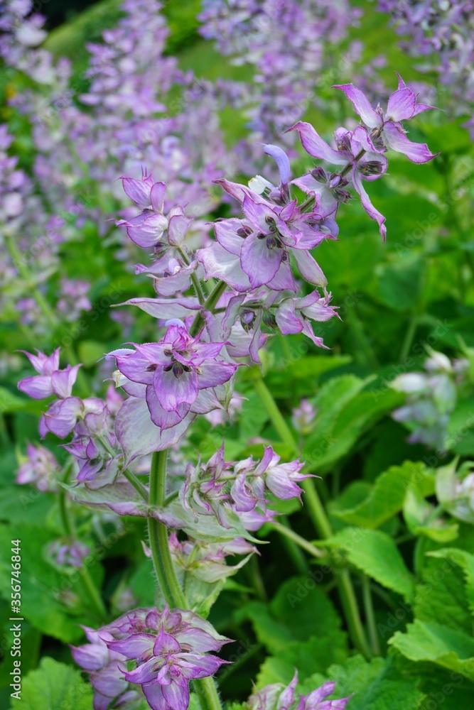 Salvia sclarea - Nutmeg Salvia sclarea - Nutmeg
