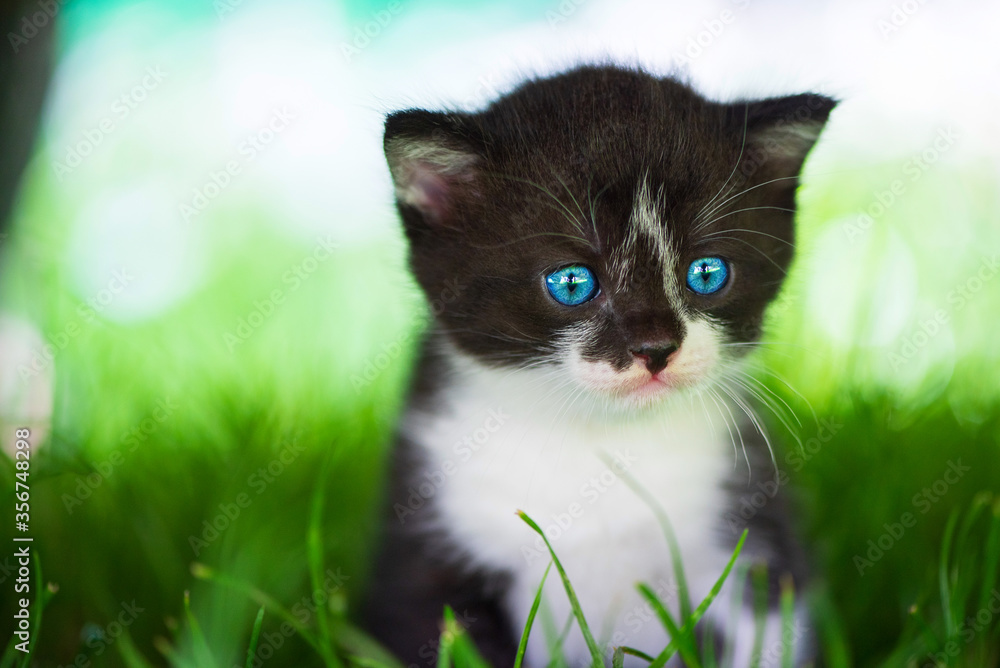 Portrait of a cute blue-eyed kitten in the grass. Close-up photo.