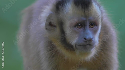 Wild capuchin monkey walking on a branch in the jungle rainforest of Peru