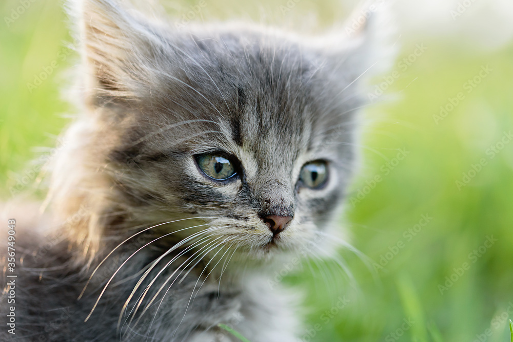 Cute little grey kitten playing in grass. close up view