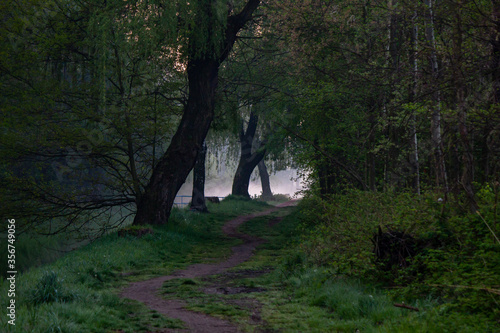 morning in the woods