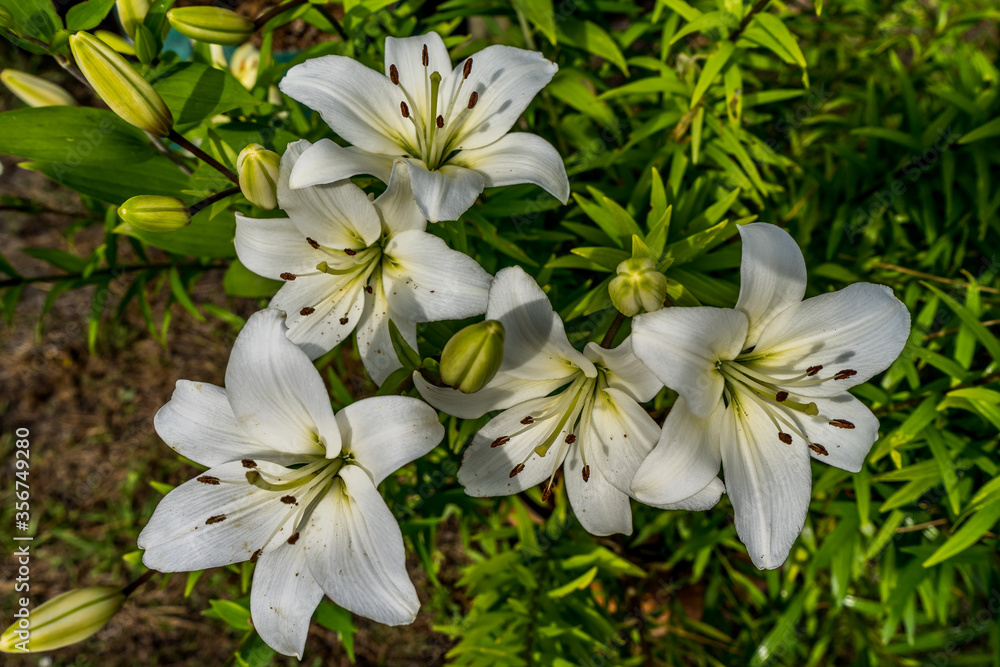White Lily flower blooming in the garden Floral design. White Lily flower blooming in the garden Floral design.