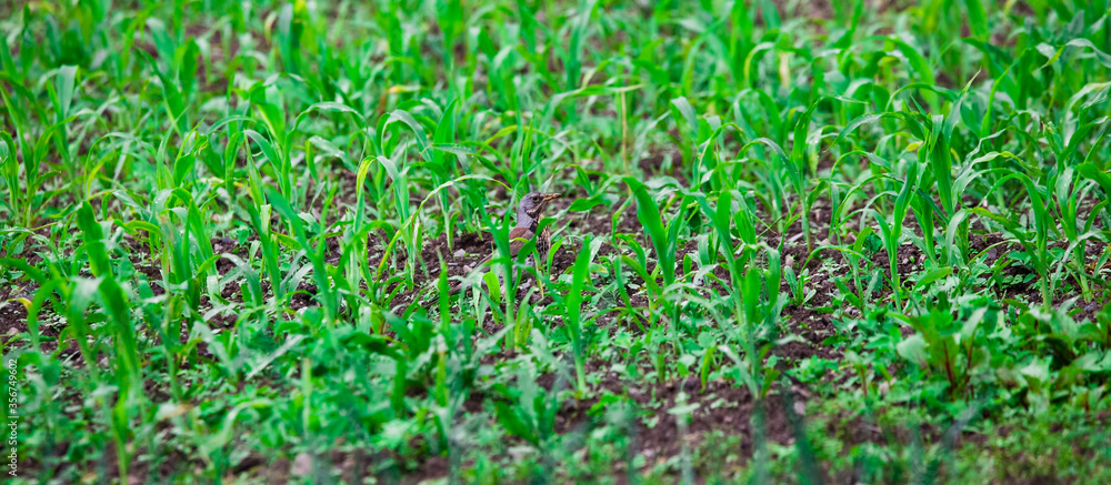 wild bird in the corn field wild bird in the corn field