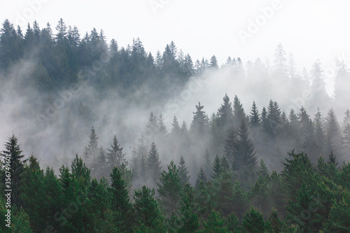 forest and fog after rain © Ioan Panaite