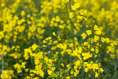 Yellow rapeseed flowers bloom on a farm in a field