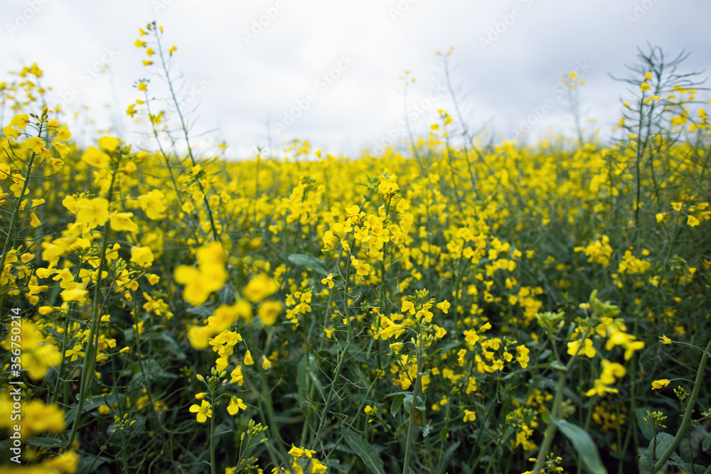 Yellow field of flowering rapeseed. Agricultural industry Yellow field of flowering rapeseed. Agricultural industry
