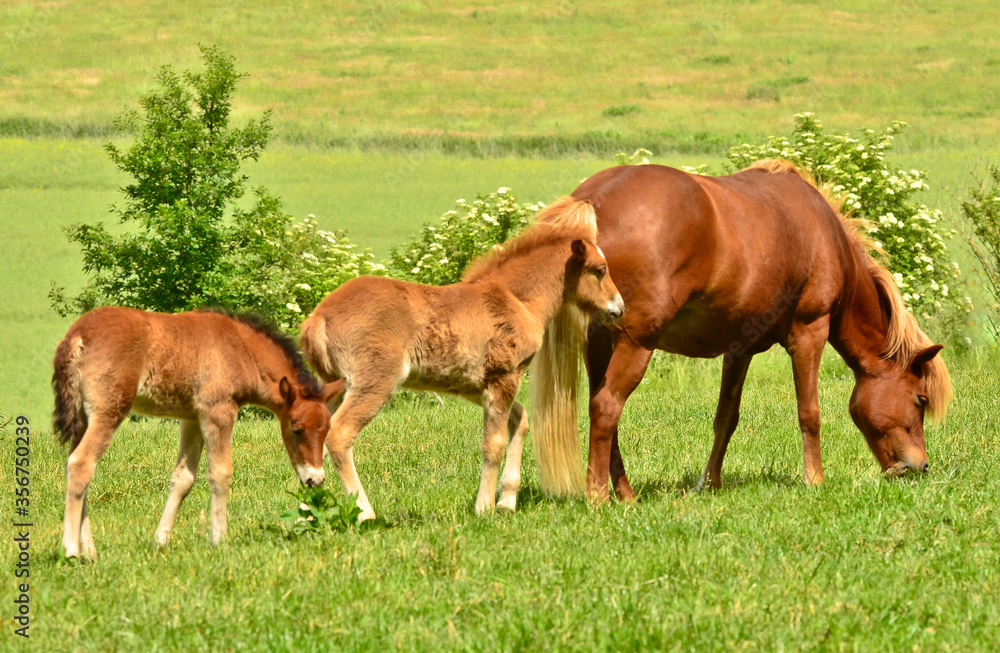 A beautiful mare of an Icelandic horse in the green meadow with her cute foal and other awesome foals of the herd A beautiful mare of an Icelandic horse in the green meadow with her cute foal and other awesome foals of the herd