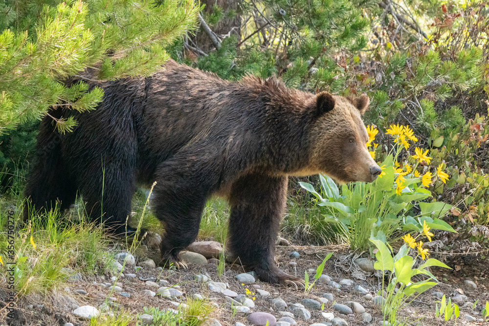 Grizzly Bear coming out of the forest know as #399 in Grand Teton National Park.