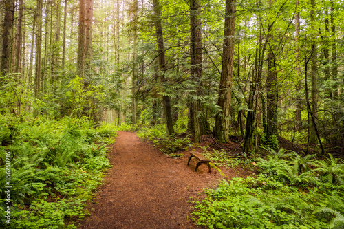 Lush Temperate Rain Forest Trail in the Pacific Northwest. Fir, cedar and hemlock trees are present in this colorful northwest rain forest located in the Salish sea area of western Washington state. photo