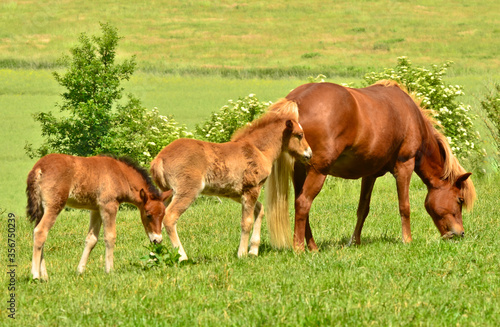 A beautiful mare of an Icelandic horse in the green meadow with her cute foal and other awesome foals of the herd