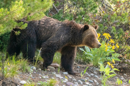 Grizzly Bear coming out of the forest know as  399 in Grand Teton National Park.