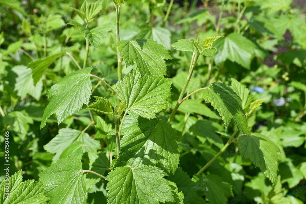 Young branches and leaves of currant close-up Young branches and leaves of currant close-up