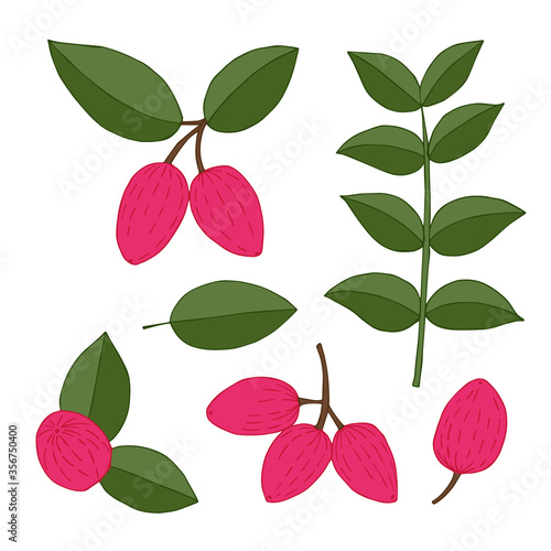 Natal plum set of colorful elements. Hand drawn stock vector illustration.