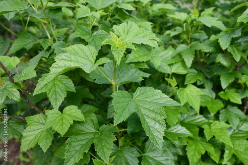 Wallpaper Mural Young branches and leaves of currant close-up Torontodigital.ca