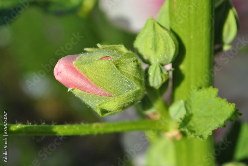 Pink Alcea rosea (common hollyhock, mallow flower) stem with bud close up detail, blurry background