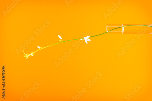 Petal plant on orange background