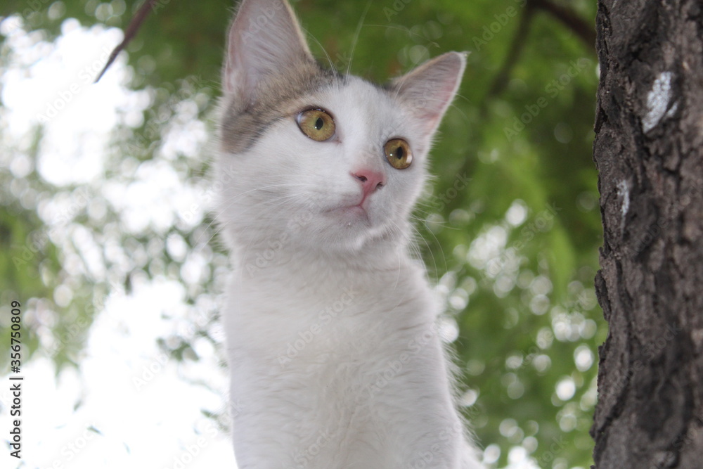 white cat on a tree