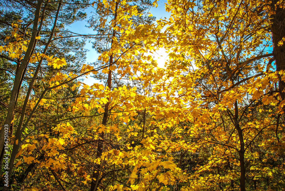 Sun shining through yellow fall leaves in forest, selective focus Sun shining through yellow fall leaves in forest, selective focus