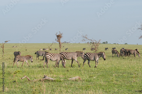 Herd of  zebras grazing on the Serengeti in Tanzania