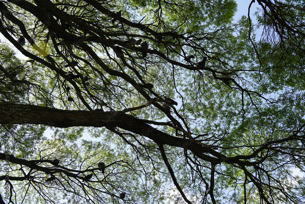 The silhouette of tree branches with birds, green leaves and blue sky The silhouette of tree branches with birds, green leaves and blue sky