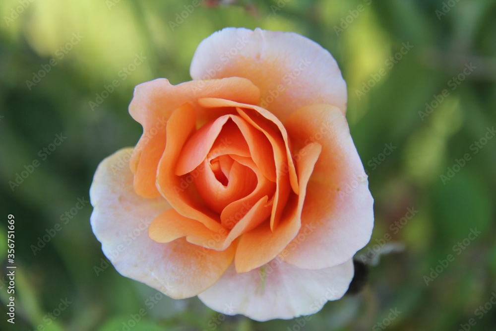 single soft peach rose close up