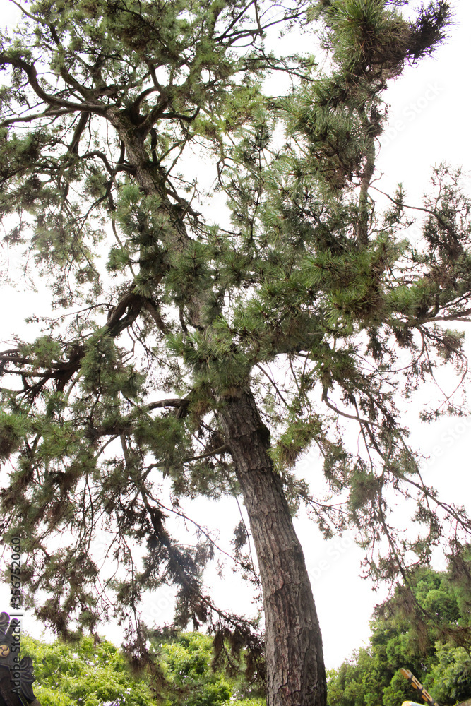 Obraz premium 一本の大きな木が聳え立っています。 歴史を感じます。