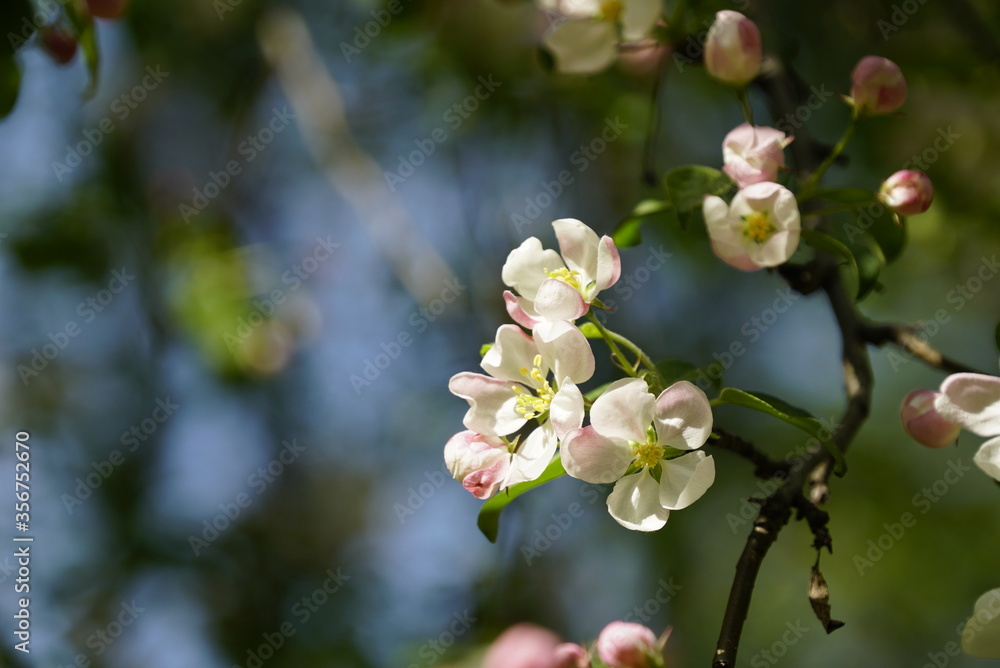 Blossoming branches of apple trees with many white-pink buds and green leaves. Blurred background. Blossoming branches of apple trees with many white-pink buds and green leaves. Blurred background.